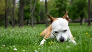 Why Does My Dog Eat Grass?