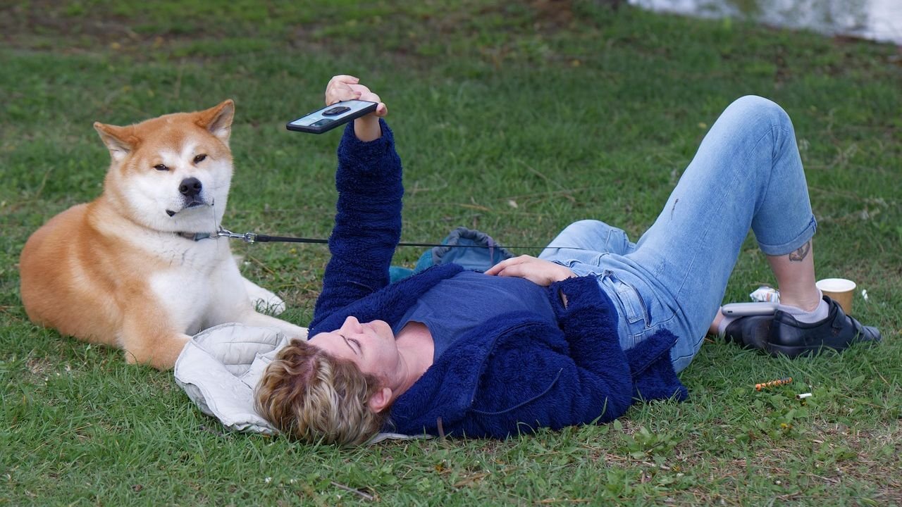 What Are the Best Activities for a Senior Dog with Joint Pain?