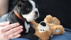 5 Simple Tricks to Make Your Dog's Vet Visits Stress-Free