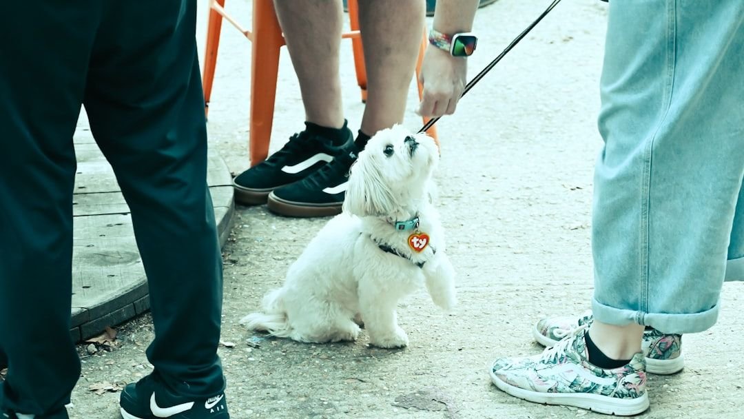 5 Small Dog Breeds Prone To Separation Anxiety (And 5 That Love Their 