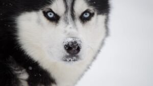 5 Signs a Dog Is About to Bite