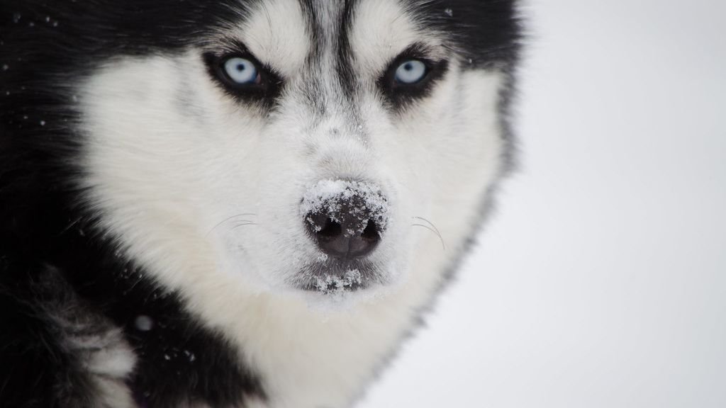 5 Signs a Dog Is About to Bite