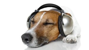 8 Natural Ways to Soothe Your Dog's Anxiety During Storms
