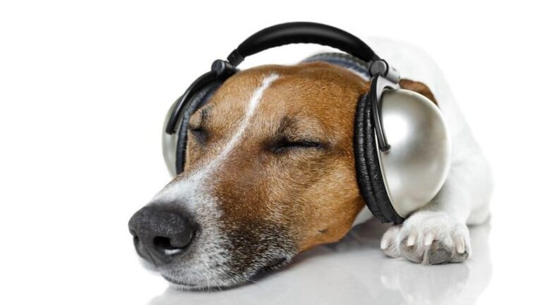 8 Natural Ways to Soothe Your Dog's Anxiety During Storms