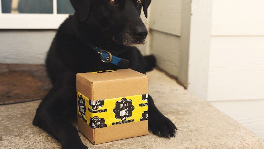 Why Do Dogs Bark at the Mailman?