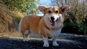10 Small Dog Breeds That Bark at Almost Everything