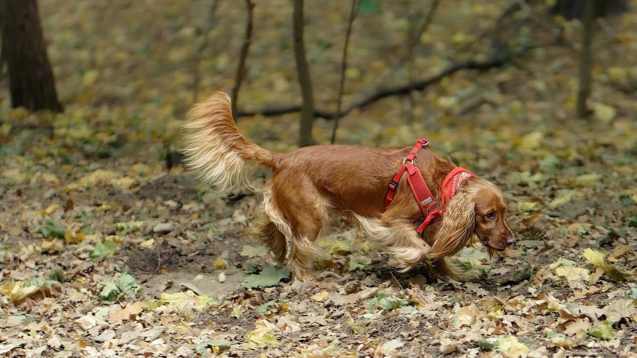 5 Subtle Signs Your Dog Needs a Potty Break
