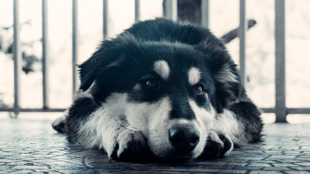 The Warnings A Dog Leaves When It Feels Its Life Is Ending