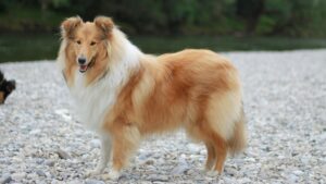 The Most Loyal Dog Breeds Loved by the Midwest
