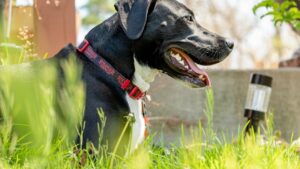 Are You Accidentally Making Your Dog Anxious? 7 Subtle Signs to Watch For