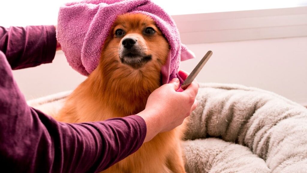 9 DIY Tricks for a Shiny, Healthy Dog Coat