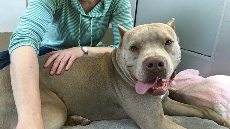 How Touch Therapy Can Rebalance a Dog's Anxiety
