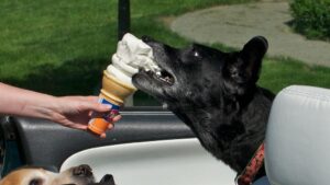Are You Feeding Your Dog These 7 Harmful 'Healthy' Snacks?