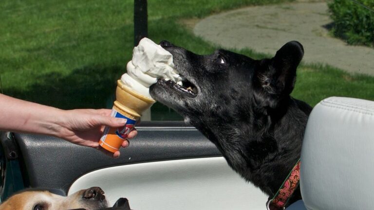 Are You Feeding Your Dog These 7 Harmful 'Healthy' Snacks?
