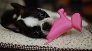 12 Dog Breeds You Never Knew Were Perfect for Apartment Living