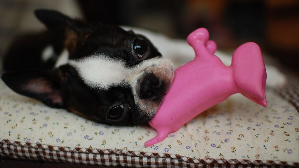 12 Dog Breeds You Never Knew Were Perfect for Apartment Living