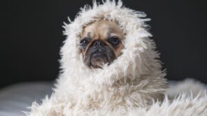 8 Small Dog Breeds That Can't Handle a Minnesota Winter