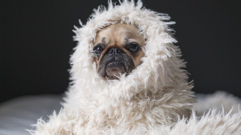 8 Small Dog Breeds That Can't Handle a Minnesota Winter