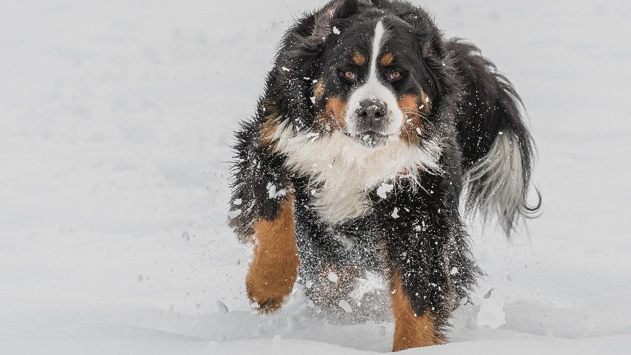 10 Dog Breeds That Will Thrive in The Cold North Dakota Winter