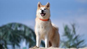 10 Dog Breeds Known for Random, Unpredictable Behavior