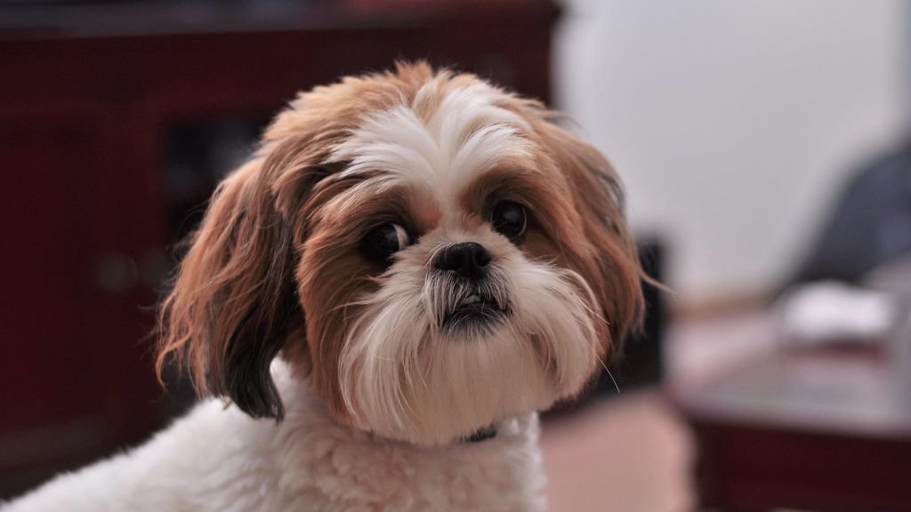 10 Best Lap Dogs for Apartment Life in New York City