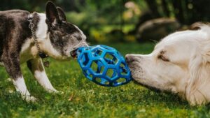 What If Your Dog's Favorite Toy Is Actually Stressing Them Out?
