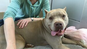 9 Simple Tricks to Turn Your Anxious Dog into a Calm Companion