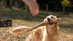 7 Genius Ways to Keep Your Dog Entertained Indoors on a Rainy Day