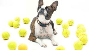 Why Your Dog's Favorite Chew Toy Might Be a Hidden Danger