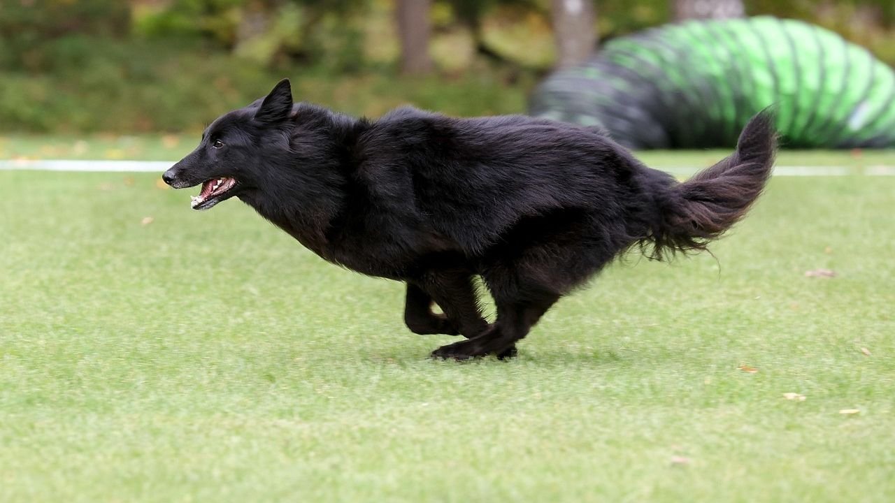 Why Your Dog’s Obsession with Squirrels Is Actually a Good Thing