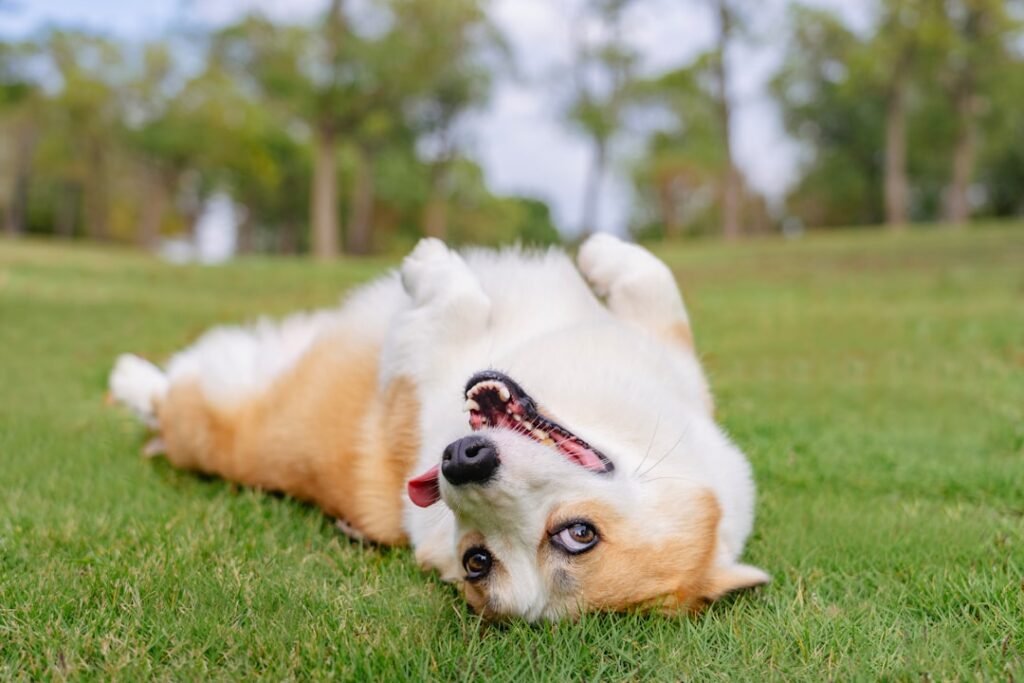 Are You Giving Your Dog Too Many Belly Rubs? The Science Says...