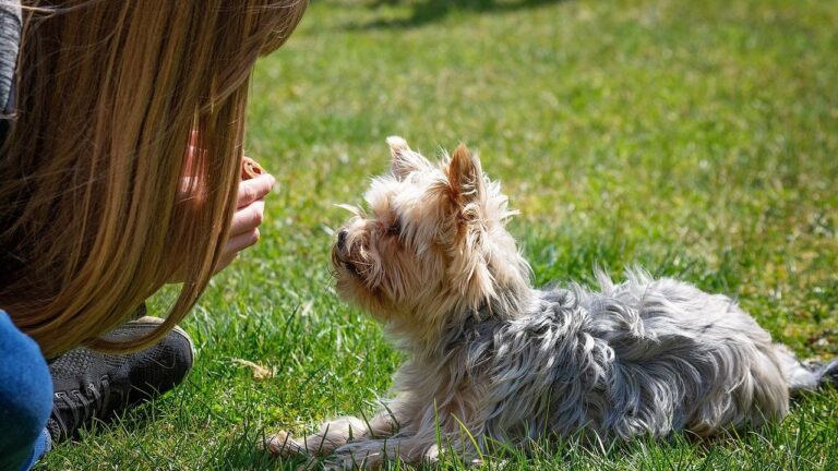11 Simple Ways to Dog-Proof Your Garden (and Keep Them Safe)