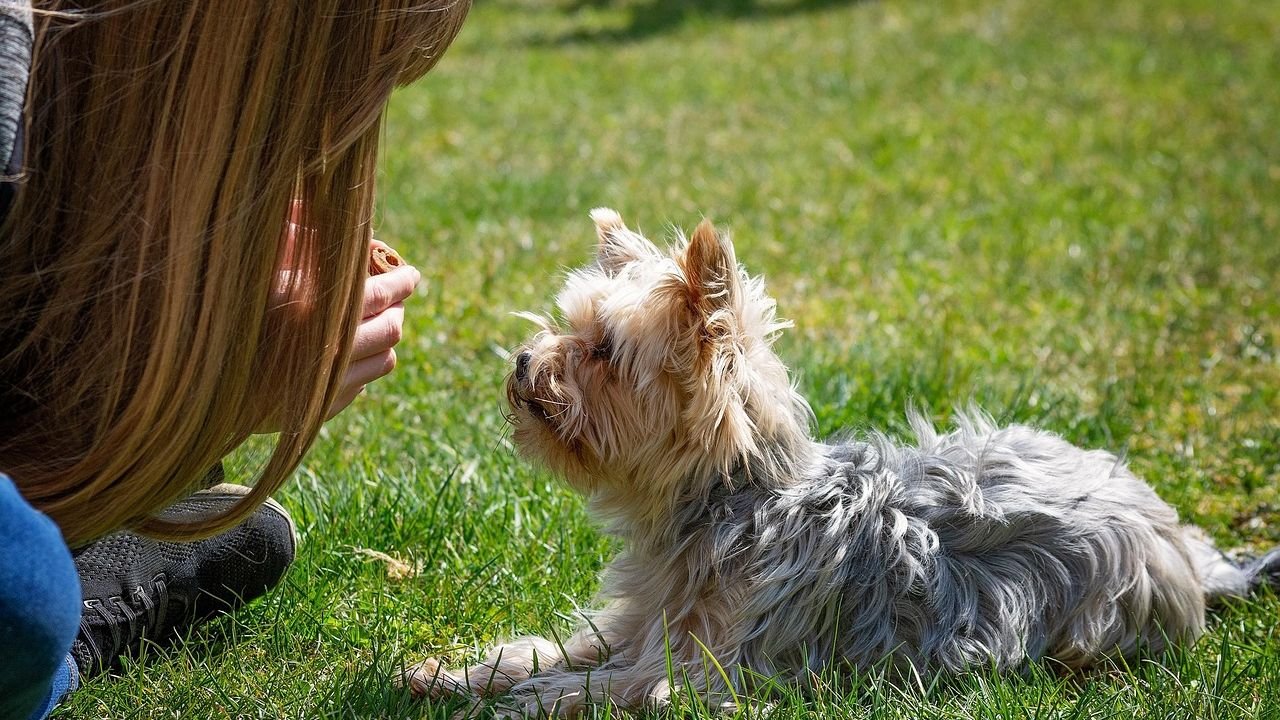 11 Simple Ways to Dog-Proof Your Garden (and Keep Them Safe)