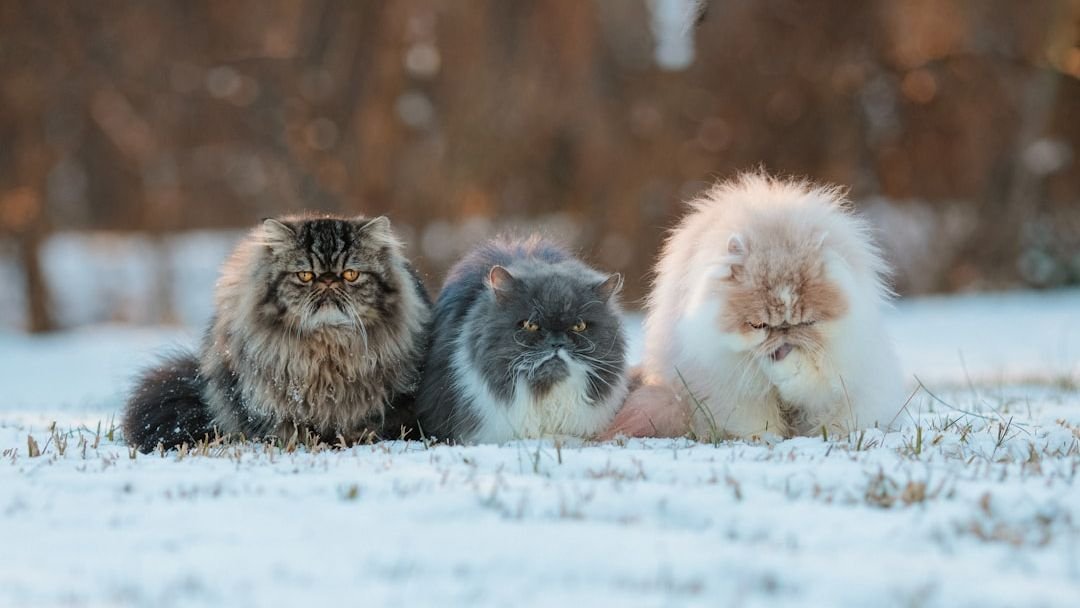 8 Cat Breeds That Are Total Nightmares for First-Time Owners