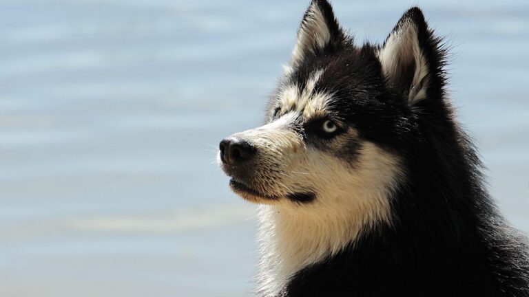 12 Dog Breeds With Aggression Issues Owners Often Ignore