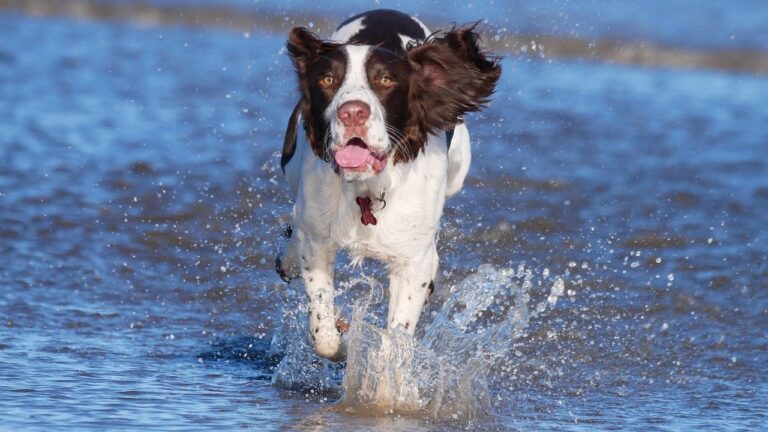 10 Dog Breeds With Excellent Bite Control