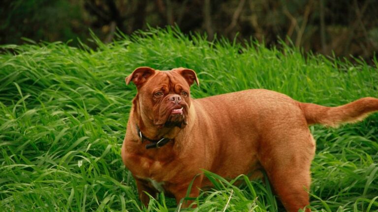 8 Dog Breeds That Display Poor Bite Control
