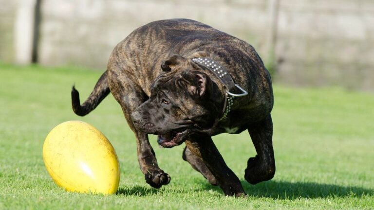 10 Dog Breeds Unsafe for Inexperienced Owners