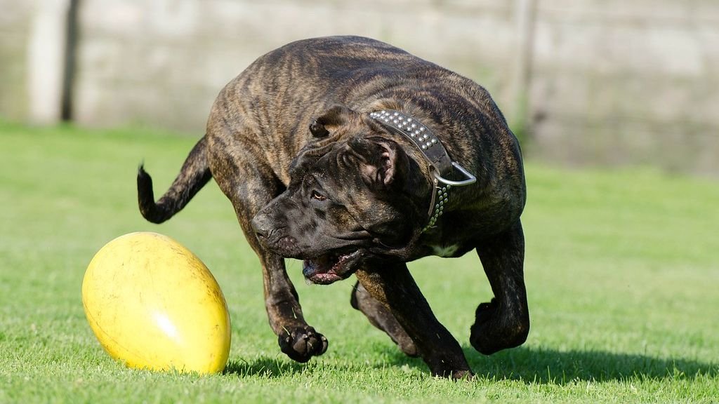 10 Dog Breeds Unsafe for Inexperienced Owners