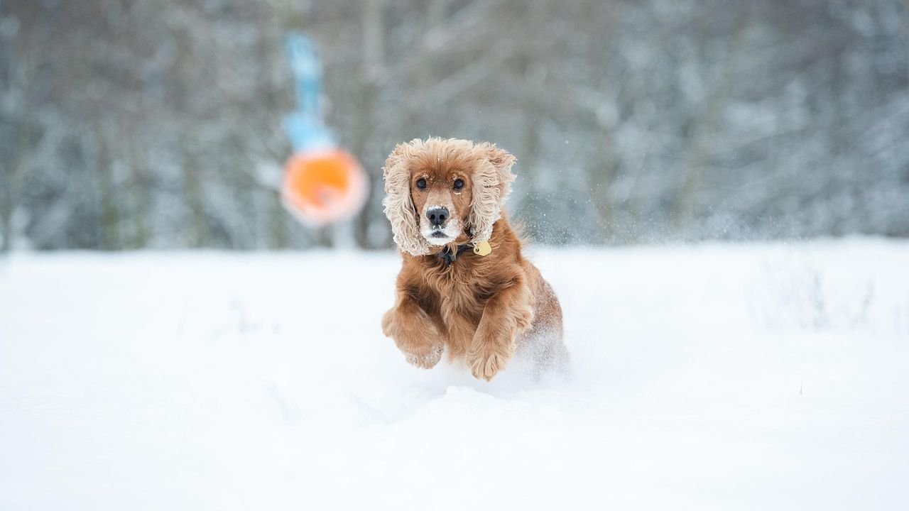 7 Signs Your Dog Is Truly Content (and How to Make Them Even Happier)