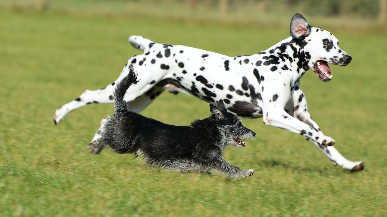 10 Dog Breeds That Are a Terrible Match for Busy Households