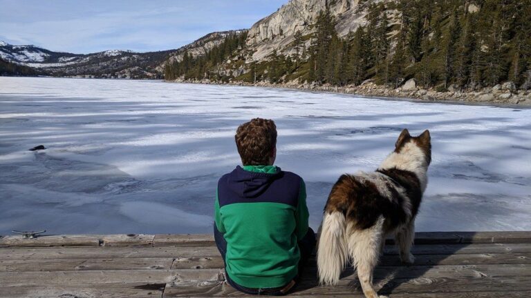 Why Do Some Dog Breeds Love Water, While Others Avoid It?