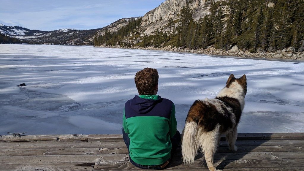 Why Do Some Dog Breeds Love Water, While Others Avoid It?