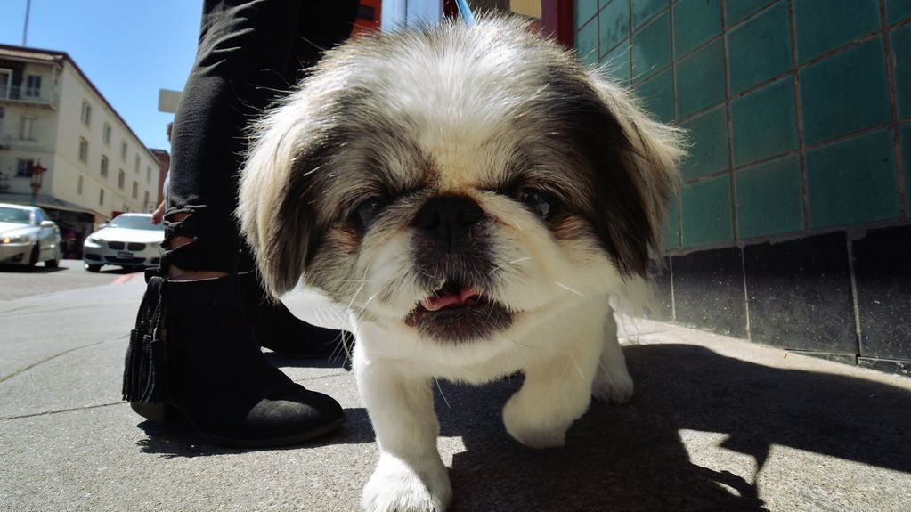 The Truth: Your Dog’s ‘Bad Habits’ Are Often Just Misunderstood Needs