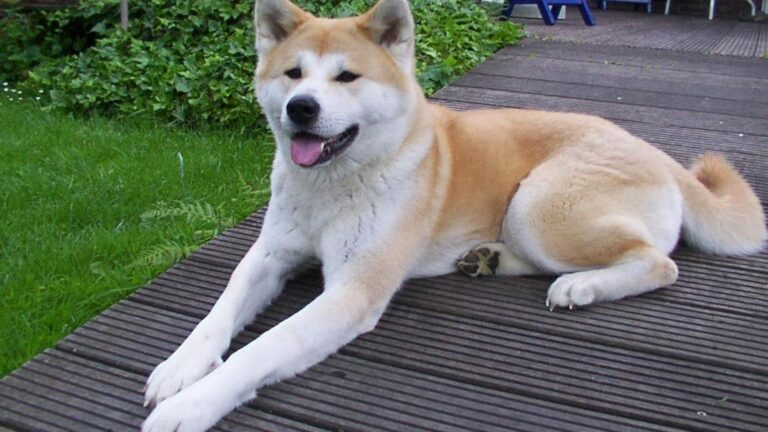 10 Dog Breeds That Are High-Maintenance in Ways No One Talks About