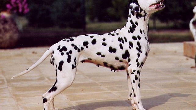 10 Dog Breeds That Turn Everyday Life Into Constant Stress