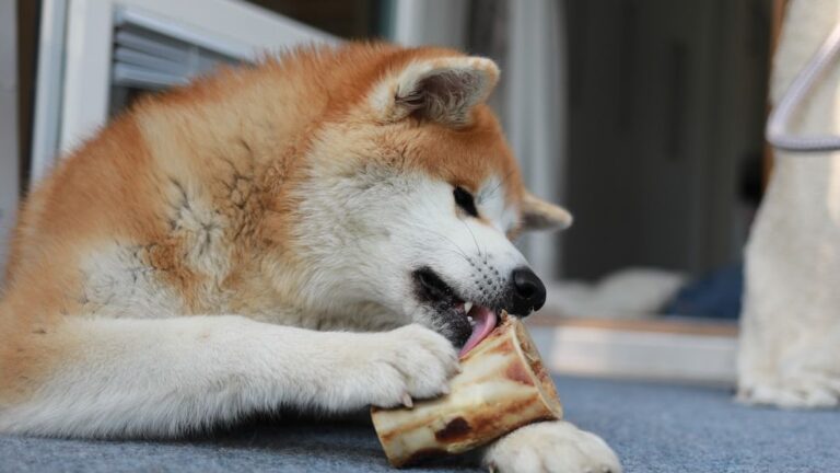 Why Enriching Mealtime is Crucial for Your Dog's Happiness