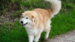 9 Large Dog Breeds That Struggle the Most With Alone Time