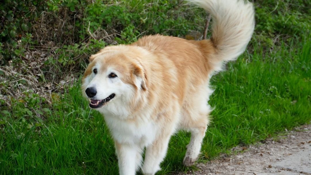 9 Large Dog Breeds That Struggle the Most With Alone Time