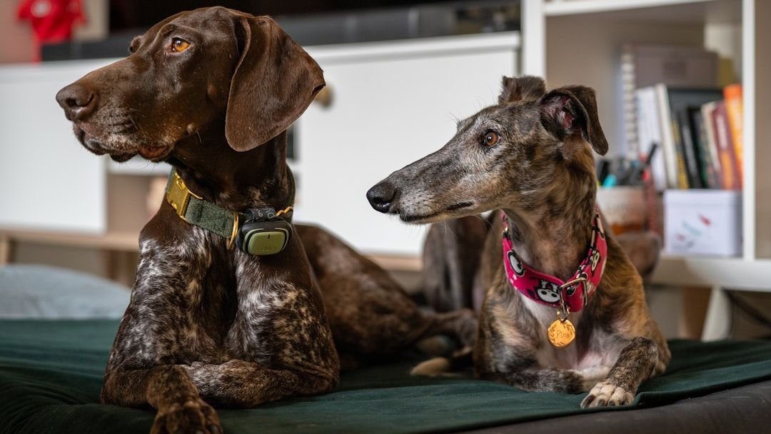 Dog Breeds That Emotionally Drain Certain Zodiac Signs